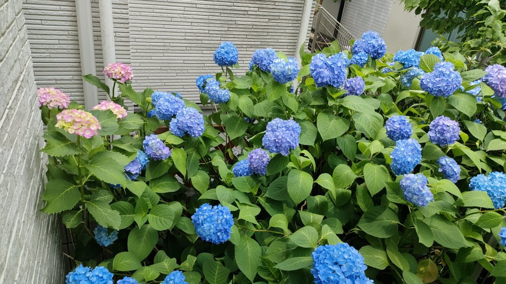 6月6日は習い事の日🎹